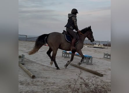 Cheval de Sport Belge, Jument, 5 Ans, 145 cm, Gris noir