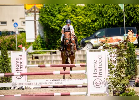 Cheval de Sport Belge, Jument, 5 Ans, 168 cm, Bai