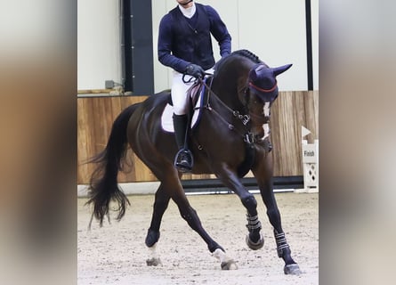 Cheval de Sport Belge, Jument, 5 Ans, 169 cm, Bai brun