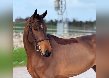 Cheval de Sport Belge, Jument, 6 Ans, 163 cm, Bai