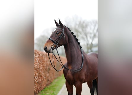 Cheval de Sport Belge, Jument, 6 Ans, 177 cm, Bai