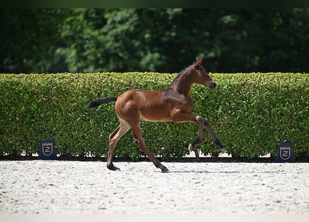 Cheval de Sport Belge, Jument, Poulain (06/2025), Bai
