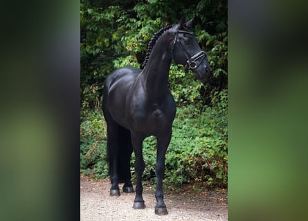 Cheval de sport espagnol, Étalon, 11 Ans, 164 cm, Noir