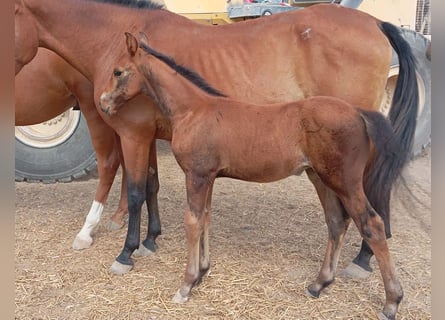 Cheval de sport espagnol, Étalon, 1 Année, 120 cm, Bai