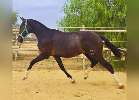 Cheval de sport espagnol, Étalon, 1 Année, Gris