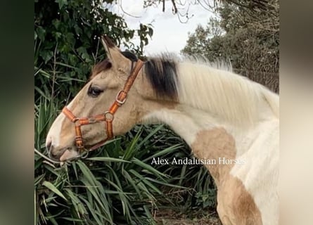 Cheval de sport espagnol, Étalon, 2 Ans, 157 cm, Pinto
