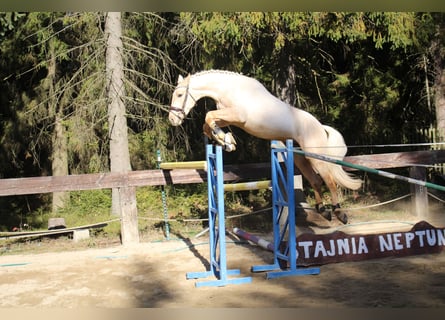 Cheval de sport espagnol, Étalon, 2 Ans, 167 cm, Palomino