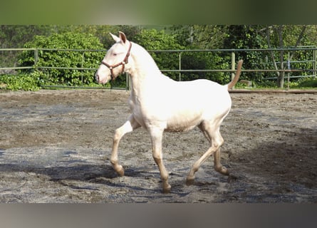 Cheval de sport espagnol, Étalon, 2 Ans, Perle
