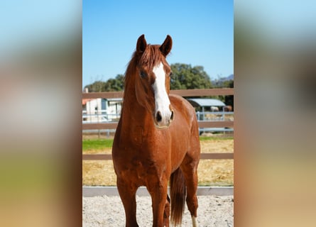Cheval de sport espagnol, Étalon, 3 Ans, 162 cm, Alezan