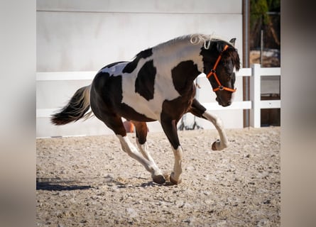 Cheval de sport espagnol, Étalon, 3 Ans, 162 cm, Tobiano-toutes couleurs
