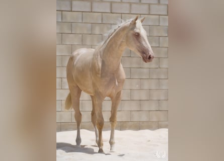 Cheval de sport espagnol, Étalon, 3 Ans, 170 cm, Cremello