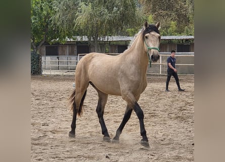 Cheval de sport espagnol, Étalon, 5 Ans, 156 cm