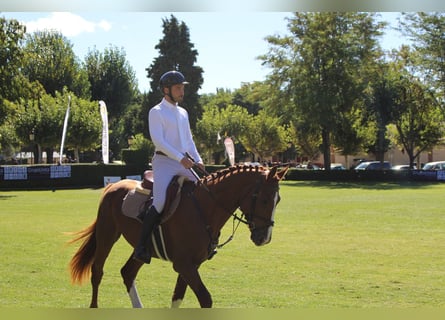 Cheval de sport espagnol, Étalon, 5 Ans, 167 cm, Alezan