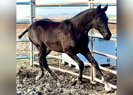 Cheval de sport espagnol, Étalon, Poulain (04/2025), 165 cm, Noir