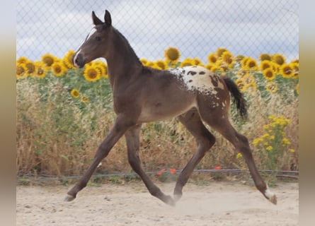 Cheval de sport espagnol, Étalon, Poulain (01/2025), Léopard