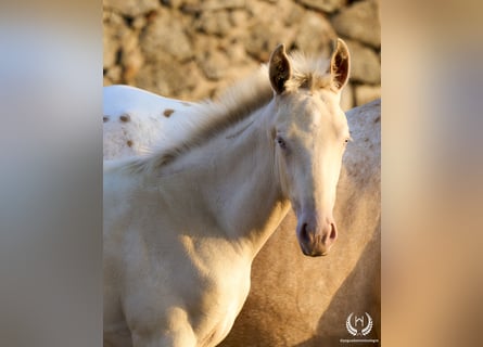 Cheval de sport espagnol, Étalon, Poulain (05/2024), Perlino