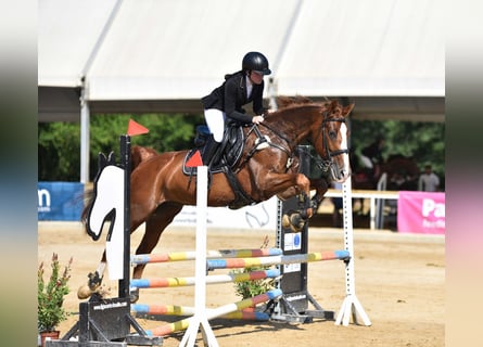 Cheval de sport espagnol Croisé, Hongre, 10 Ans, 165 cm, Alezan