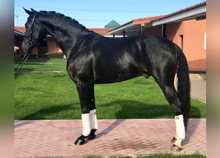 Cheval de sport espagnol, Hongre, 11 Ans, 165 cm, Noir
