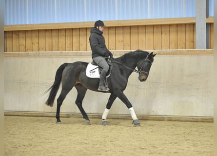 Cheval de sport espagnol, Hongre, 11 Ans, 168 cm, Bai brun