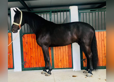 Cheval de sport espagnol, Hongre, 12 Ans, 172 cm, Noir