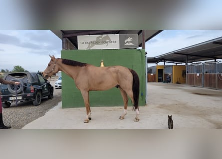 Cheval de sport espagnol, Hongre, 13 Ans, 166 cm, Alezan