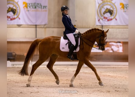 Cheval de sport espagnol, Hongre, 13 Ans, 167 cm, Alezan