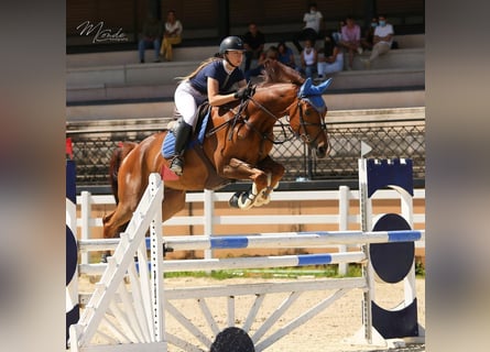 Cheval de sport espagnol, Hongre, 13 Ans, 167 cm, Alezan