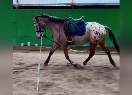 Cheval de sport espagnol Croisé, Hongre, 15 Ans, 153 cm, Bai