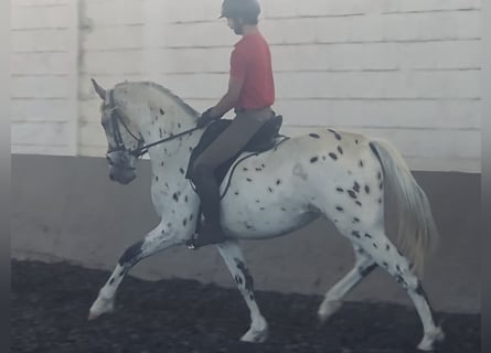 Cheval de sport espagnol, Hongre, 3 Ans, 164 cm, Léopard
