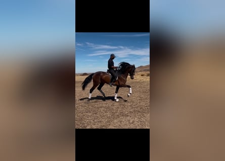 Cheval de sport espagnol, Hongre, 4 Ans, 165 cm, Bai