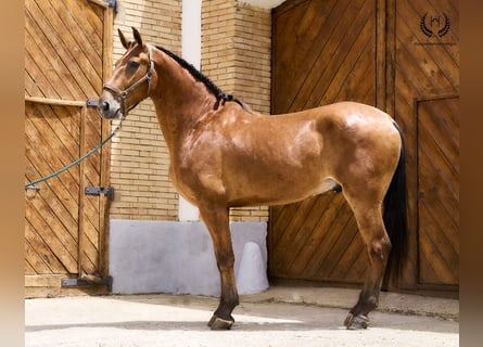 Cheval de sport espagnol, Hongre, 4 Ans, 175 cm