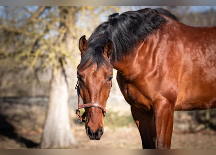 Cheval de sport espagnol Croisé, Hongre, 5 Ans, 167 cm, Bai