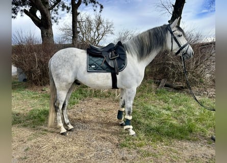 Cheval de sport espagnol, Hongre, 6 Ans, 163 cm, Gris