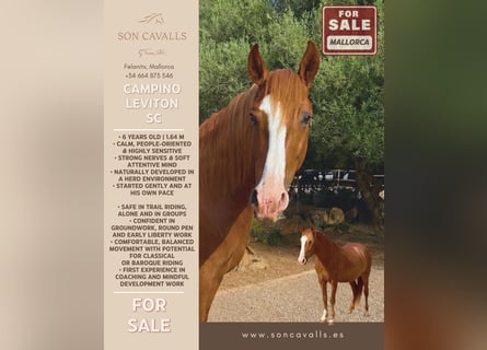 Cheval de sport espagnol, Hongre, 6 Ans, 164 cm, Alezan