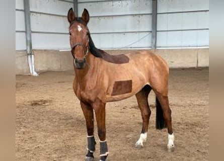 Cheval de sport espagnol Croisé, Hongre, 6 Ans, 168 cm, Bai cerise