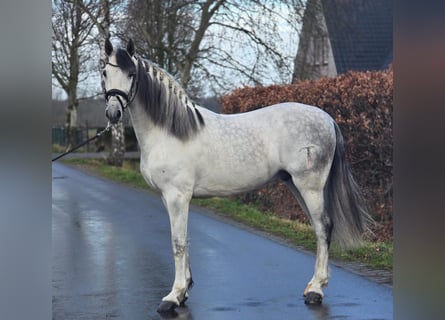 Cheval de sport espagnol, Hongre, 6 Ans, 168 cm, Gris