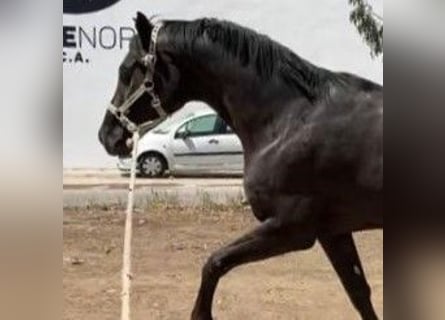 Cheval de sport espagnol Croisé, Hongre, 7 Ans, 158 cm, Noir