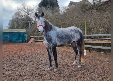 Cheval de sport espagnol, Hongre, 8 Ans, 158 cm, Gris pommelé