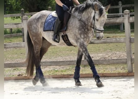 Cheval de sport espagnol, Hongre, 8 Ans, 166 cm, Rouan bleu
