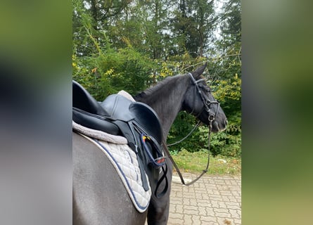Cheval de sport espagnol, Hongre, 9 Ans, 160 cm, Noir
