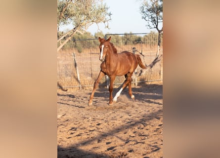 Cheval de sport espagnol, Hongre, Poulain (01/2025)