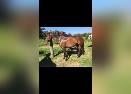 Cheval de sport espagnol, Jument, 10 Ans, Bai brun foncé
