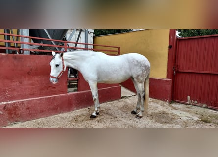 Cheval de sport espagnol, Jument, 11 Ans, 162 cm, Gris