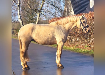 Cheval de sport espagnol, Jument, 12 Ans, 163 cm, Palomino