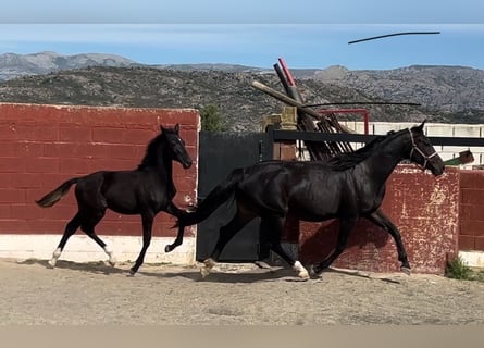 Cheval de sport espagnol, Jument, 1 Année