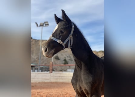 Cheval de sport espagnol, Jument, 1 Année, Gris