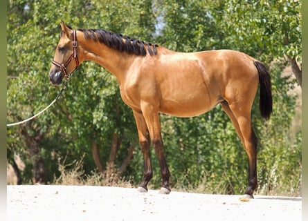 Cheval de sport espagnol, Jument, 3 Ans, 160 cm, Isabelle