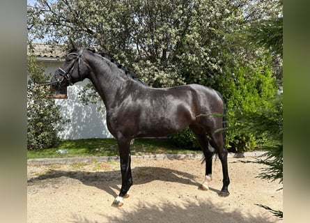 Cheval de sport espagnol, Jument, 4 Ans, 162 cm, Noir