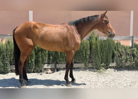 Cheval de sport espagnol, Jument, 4 Ans, 166 cm, Bai