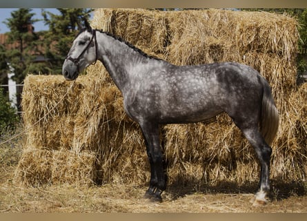 Cheval de sport espagnol, Jument, 4 Ans, 170 cm, Gris